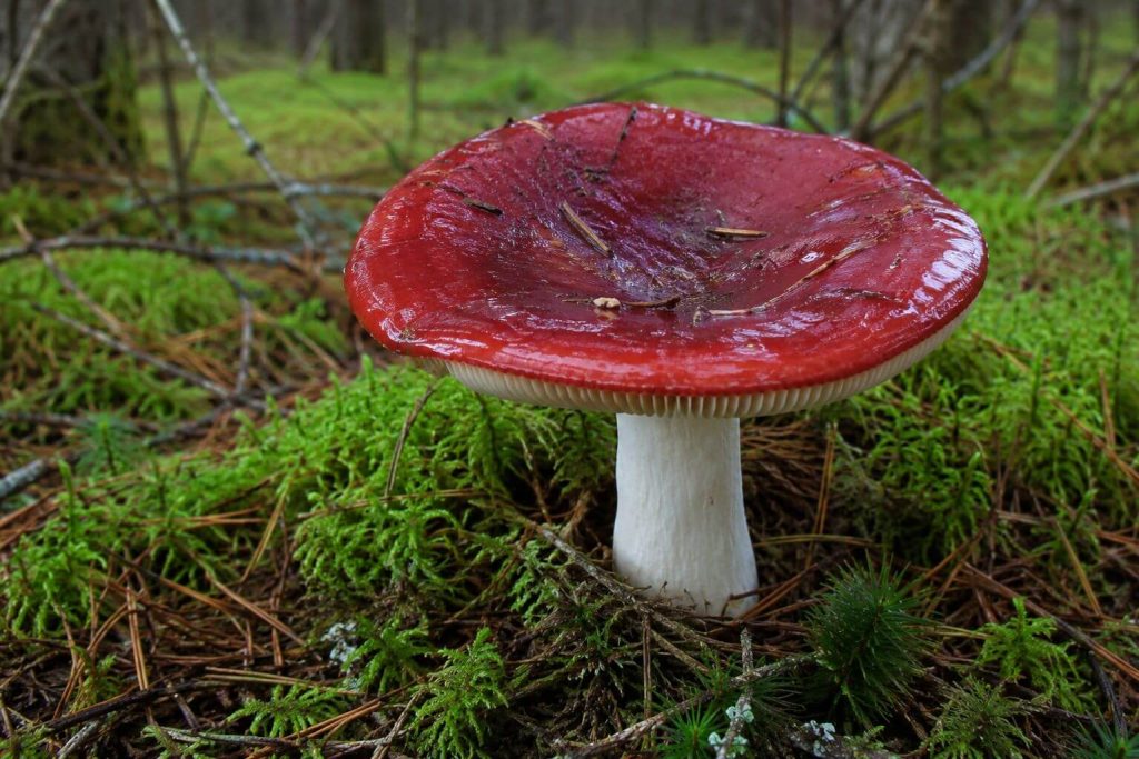 Gołąbek błotny (Russula paludosa) - duży krwisto-czerwony kapelusz z białym trzonem rosnący na podłożu mchowym w sosnowym borze bagiennym