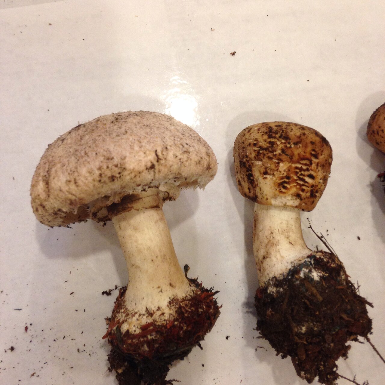 Czubajka czerwieniejąca (Chlorophyllum rhacodes), kapelusz z odstającymi łuskami i gładki trzon